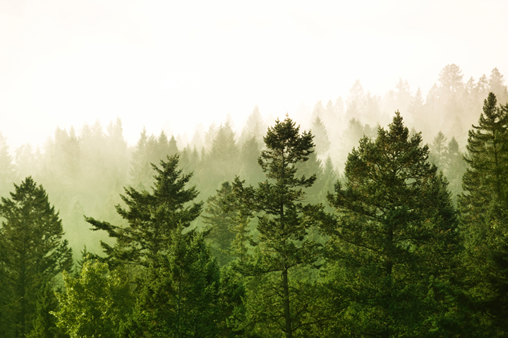 The Value of Evergreen Content to Your Website