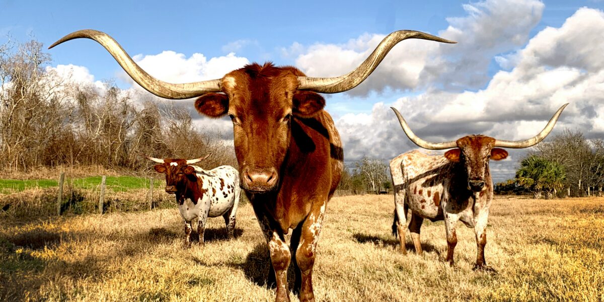 How to Protect Your Texas Business from Massive Fines After SB 140